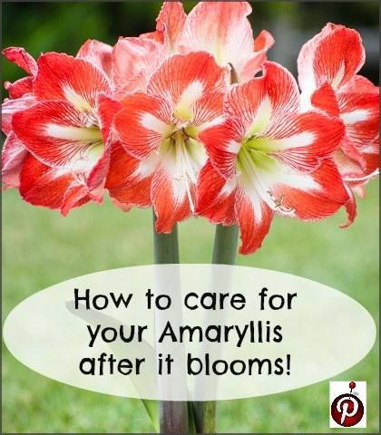 cut amaryllis care instructions