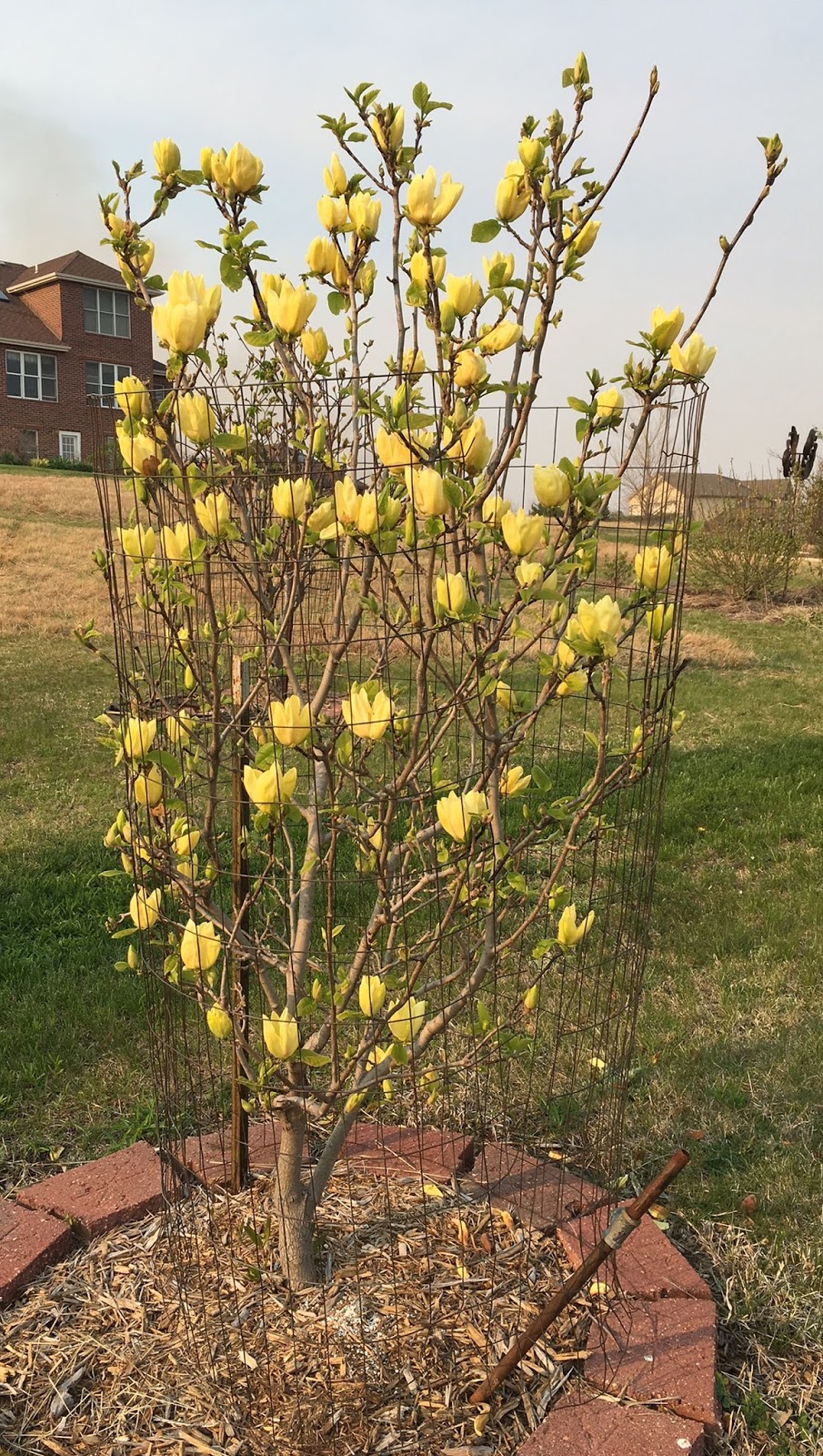 Yellow bird magnolia how to grow from