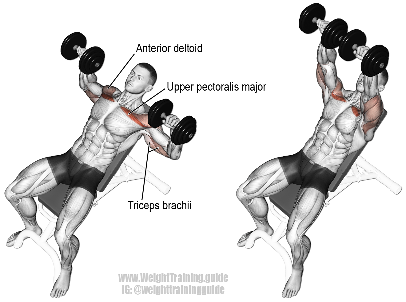 bench press exercise instructions