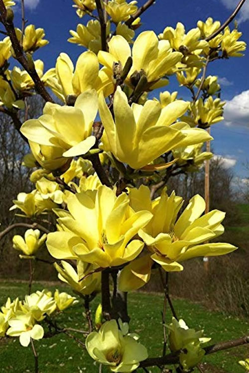 Yellow bird magnolia how to grow from